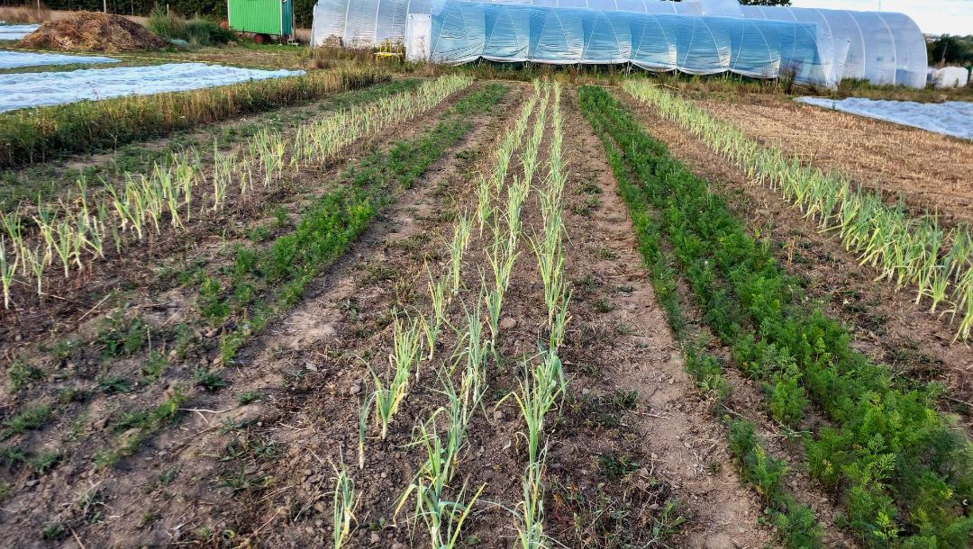 Auf dem Bild sieht man ein K&uuml;rbisfeld, welches nachhaltig bewirtschaftet wird