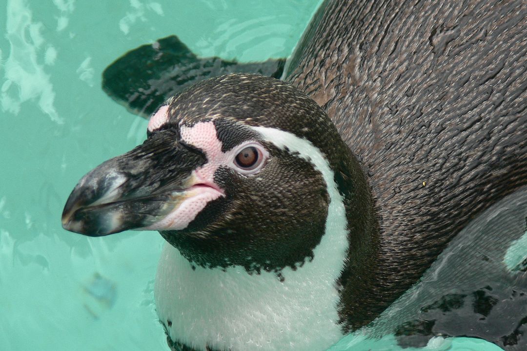 Ein Humboldtpinguin schwimmt im Wasser.