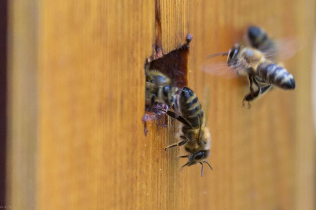 Honigbienen am Einflugloch ihres Stockes, eine Biene verl&auml;sst den Stock, eine zweite fliegt zum Einflugsloch