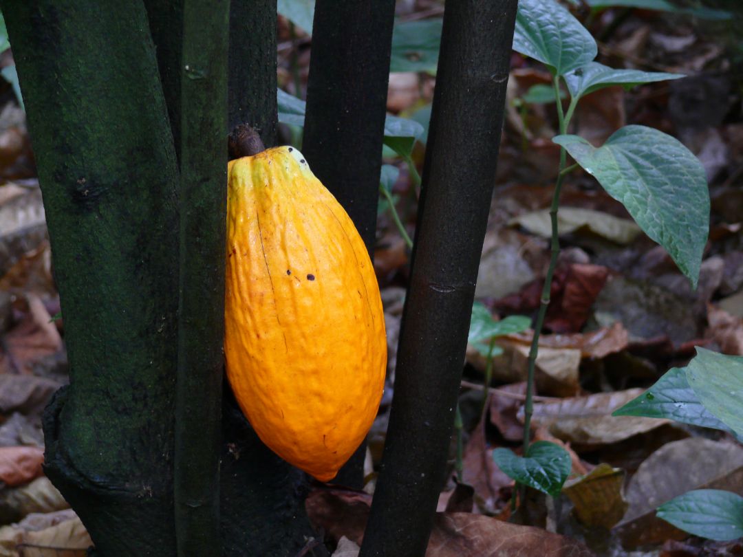 Eine gro&szlig;e, gelbe, l&auml;nglich-ovale Frucht h&auml;ngt am verzweigten Stamm eines Baumes.