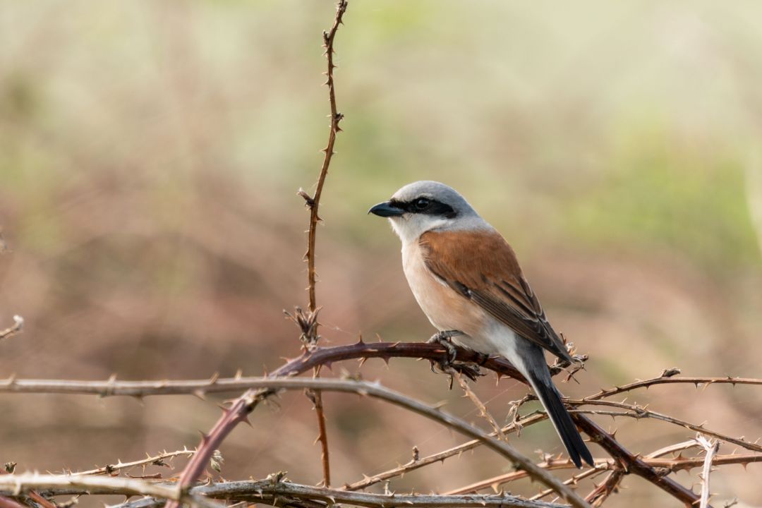 Ein Vogel sitzt auf einem Brombeerzweig. Der Kopf ist grau gef&auml;rbt mit einer schwarzen Augenbinde. Die Fl&uuml;gel sind braun.
