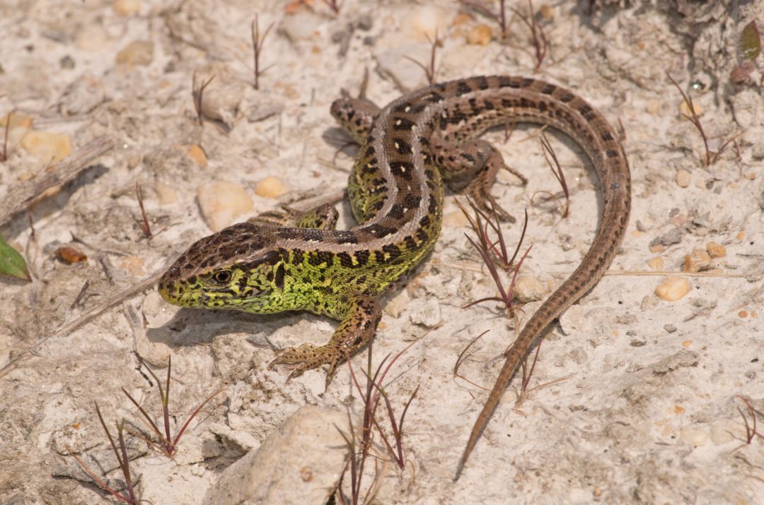eine Eidechse sitzt auf einem steinigen Boden. Der R&uuml;cke ist in braun gemustert, der K&ouml;rperseiten sind auff&auml;llig gr&uuml;n gef&auml;rbt.