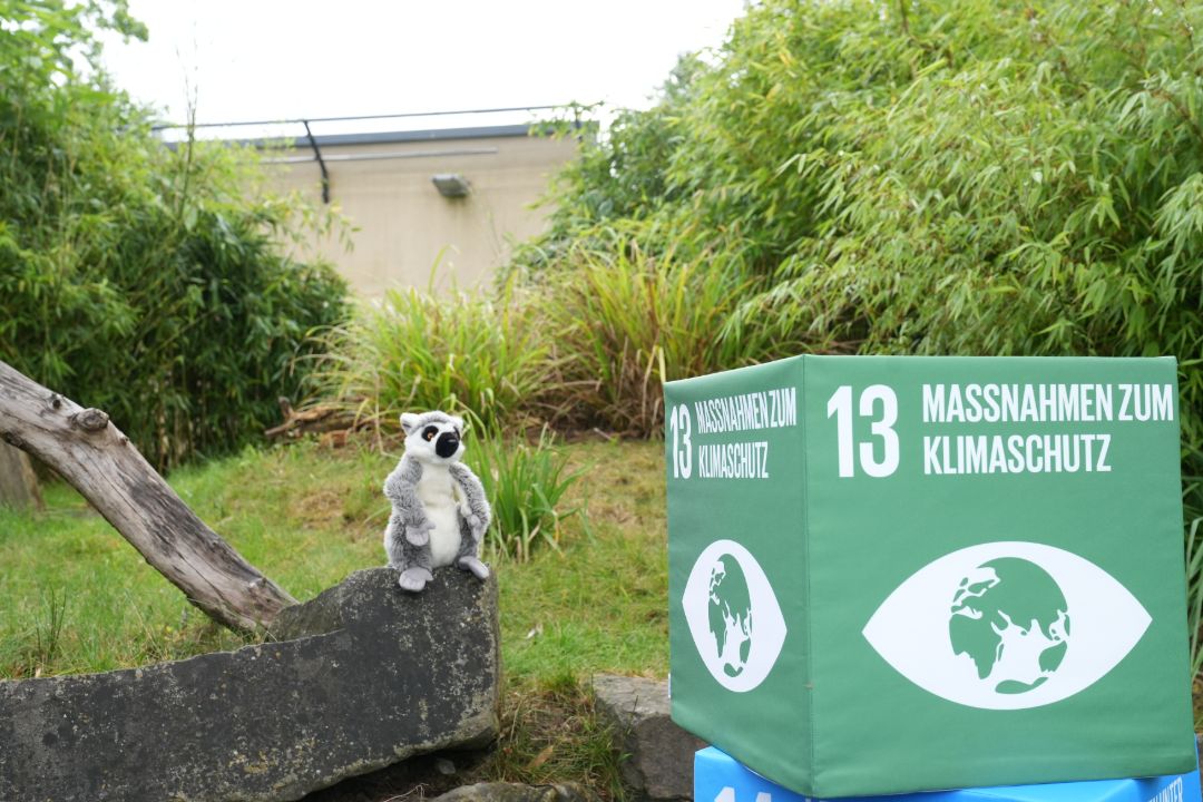 Ein Katta-Stofftier sitzt auf einem Stein neben dem SDG 13 - Ma&szlig;nahmen zum Klimaschutz