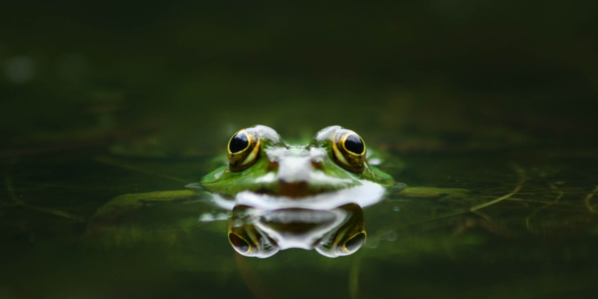 Feldherpetologie - Amphibien <