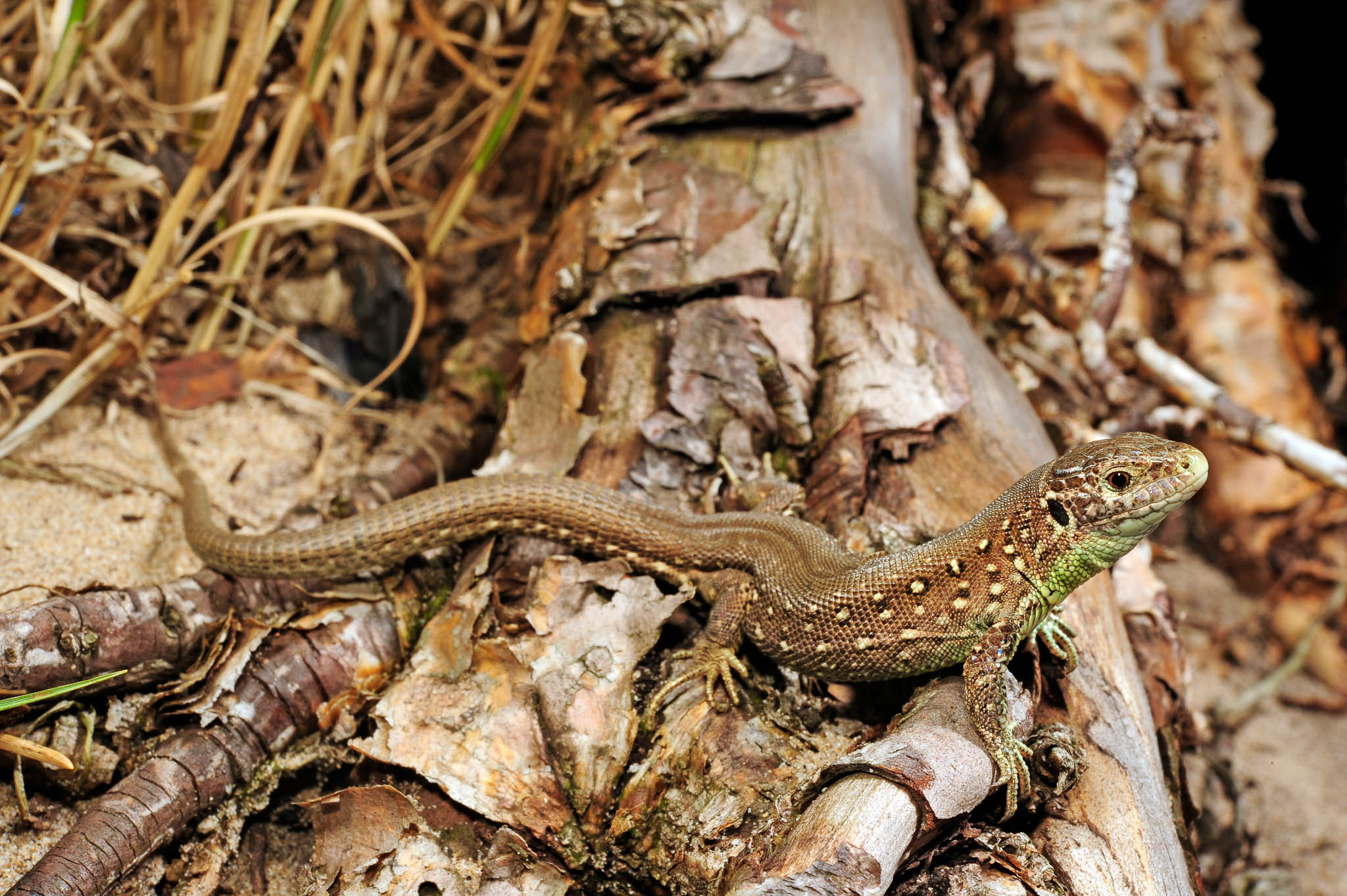 Feldherpetologie - Reptilien 