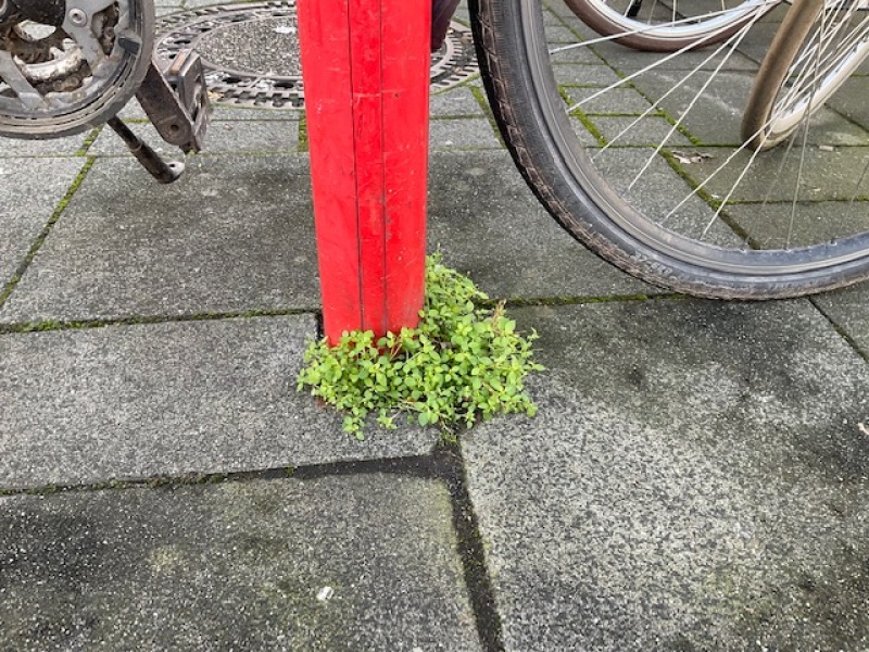 Eine kleine, grüne Pflanze in Pflasterritzen in der Stadt