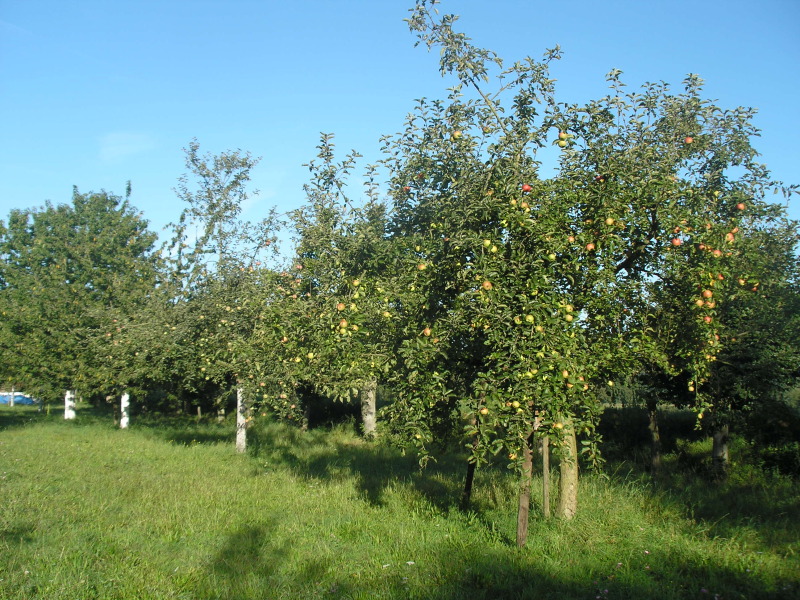 Auf einer grünen Wiese stehen mehrere Bäume, an denen gelbe Äpfel hängen. Die Wiese gehört zum Naturschutzhof.