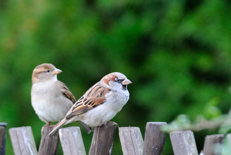 Zwei kleine braune Vögel sitzen auf einem Zaun.