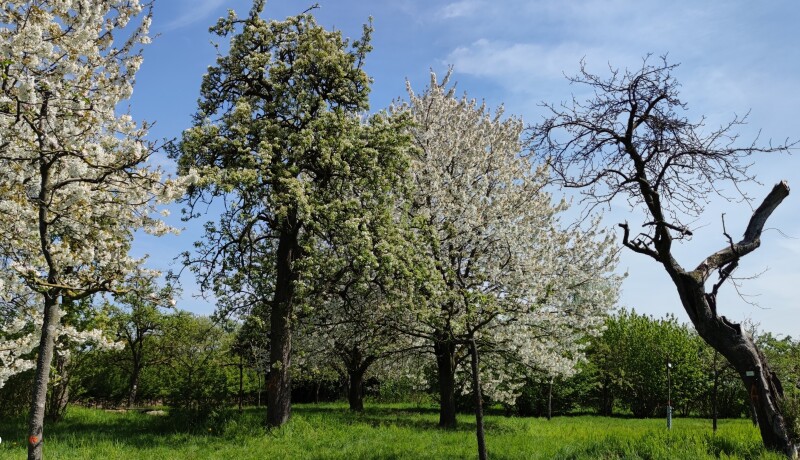 Auf einer Wiese stehen im Vordergrund mehrere alte Obstbäume, von denen drei blühen und einer abgestorben zu sein scheint. Im Hintergrund stehen viele weitere kleinere Obstgehölze. 