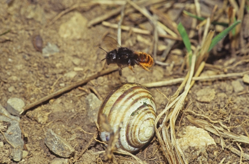 Die schwarz-rot gefärbte Zweifarbige Schneckhausbiene inspiziert ein leeres Schneckengehäuse als möglichen Nestort.
