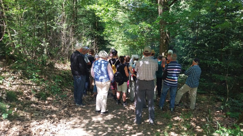 Eine etwa 20 Personen starke Gruppe steht auf einem Waldweg im Halbschatten und blickt vom Fotografen weg in den Wald und hört den Erklärungen des Försters zu.