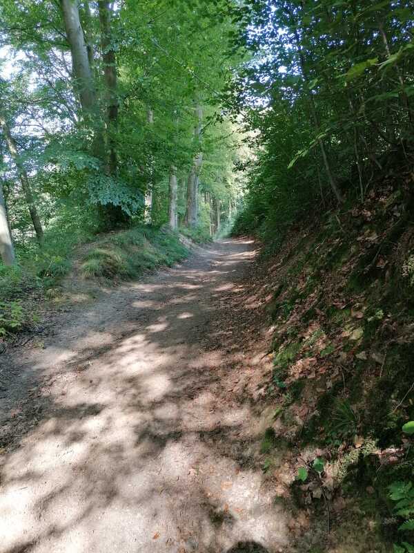 Schmaler Waldweg durch Buchenwald, als Weg durch Bodenverdichtung und Absenkung gegenüber der benachbarten Waldflächen gut erkennbar, beidseitig bewachsen.
