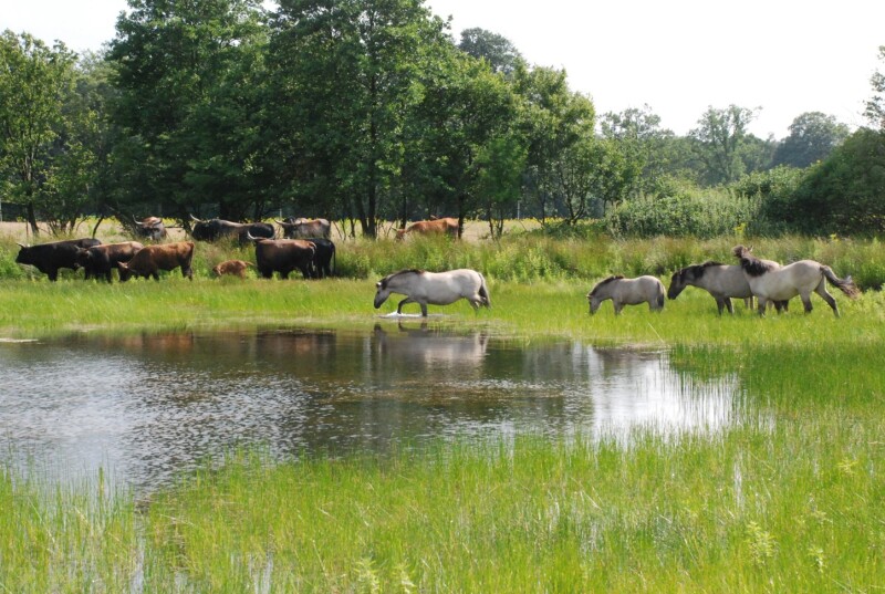 In einem kleinen, flachen Gewässers weiden vier Wildpferde, die bis weit ins Wasser hineingewachsene Vegetation ab. Im Hintergrund am Uferbereich der Blänke äst eine kleine Herde wilder Rinder.
