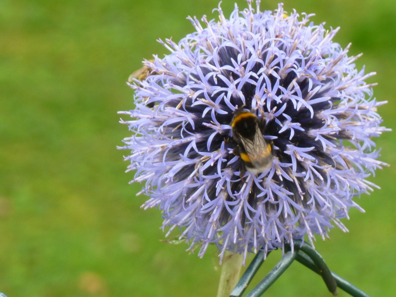 Wildbiene sitzt auf einer lilafarbenen runden Blume