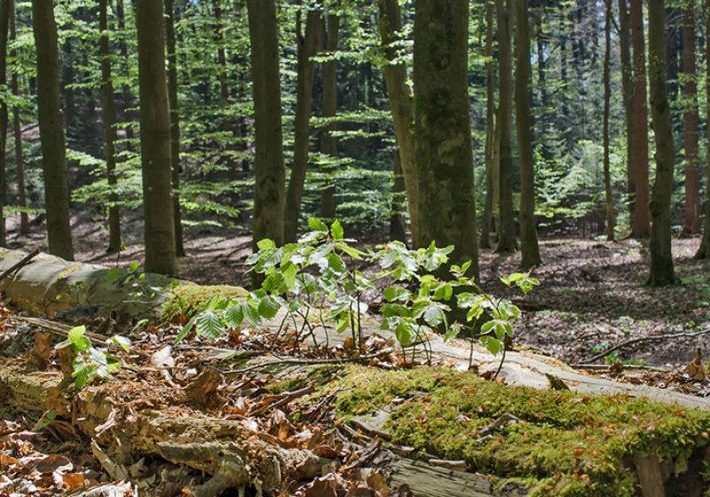 Ein Totholzstamm liegt im Vordergrund auf dem Waldboden. Aus ihm gedeihen Schösslinge der Buche.