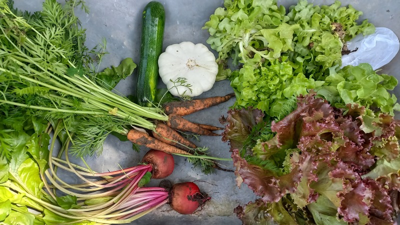 Verschiedene bunte Gemüsesorten und Salate liegen auf einem Tisch