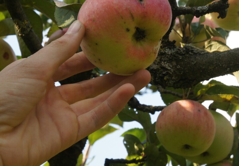 Eine Hand greift nach einem reifen Apfel, der noch am Baum hängt