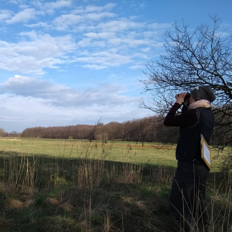 Eine Person mit Fernglas beobachtet die umgebenden Wiesen und Gebüsche auf der Suche nach Vögeln.