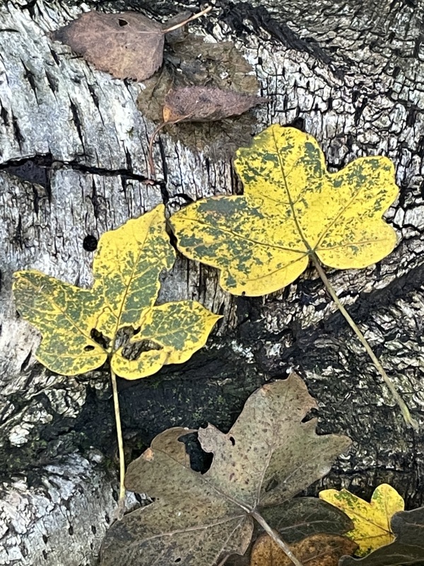 gelbe Herbstblätter auf einem Birkenstamm